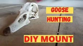 How to European mount a GOOSE HEAD (Michigan Goose Hunting)