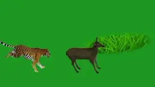 Lion's Attack on deer || Green screen wild animals || copyright free