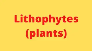 what is a   lithophytes|@Alibaba|#shorts