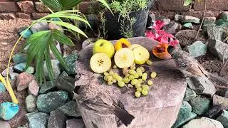 Bulbul and Myna Enjoy Fresh Fruits | Beautiful Bird Feeding Video in Garden | Natural Bird Feeding
