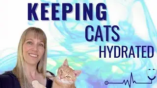 Hydration Tips for CKD Cats