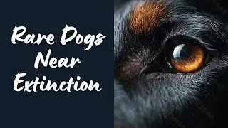 🐕 Top 10 Endangered Dog Breeds 🌍 Rare, Vanishing & Almost Extinct Dogs You Didn&rsquo;t Know About ⚠️