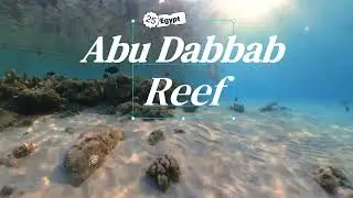 Abu dabbab Riff Schnorcheln 2025