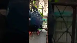 #pigeon #pigeonlaver #pigeonbreed #raisenpigeons #racerpigeon #love