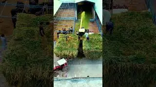 Makai silage is getting ready | Powerful Machine Work 💪🌽 #alphalivestock #bakramandi2026