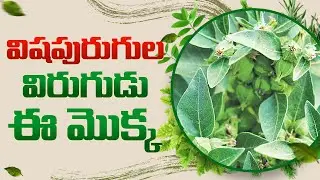 పెన్నేరుతో టీబీ తగ్గుతుందా? | Penneru: The Miracle Herb for Cough & Joint Pain #ashwagandha