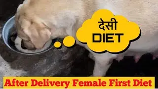 Delivery k baad female ko first diet kya de #desi #food #lab #love  #delivery #diet #trending #india