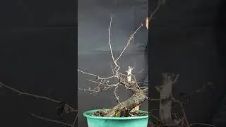 11. Crataegus monogyna.
