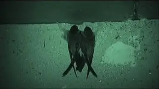 euronews science - Battery birds' nests
