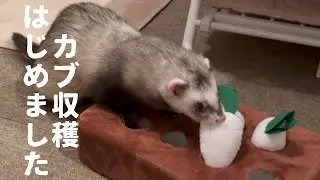 フェレットがおもちゃで遊ぶことを覚えたら…。