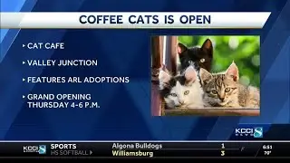 'Purrfect' new caf&eacute; opens in Valley Junction
