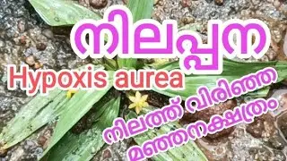 നിലപ്പന | നിലത്ത് വിരിഞ്ഞ മഞ്ഞനക്ഷത്രം | Hypoxis aurea | akstudio7272#shortsfeed 