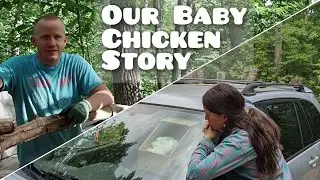 Raising Chickens | We Revived a Baby Chick - Off Grid Homestead