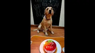 My Dog's Birthday Celebration #shorts #youtubeshorts #dogbirthday #minivlog