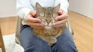 人前で甘えなかった猫が、心を開いて膝の上に乗ってくれるようになった…！