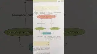 Nitrogen Fixation #botany #plantdisease #crops