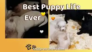 🐻Cute! This Is What Puppy Peak Cuteness Looks Like! 😍🐻