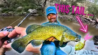 Murray Cod Fishing Wild River cod!