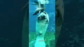 Почему морские коровы находятся в опасности 😳