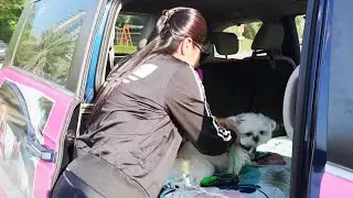 Dubai Pet Taxi Chauffeurs Pampered Pooches
