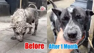 He Was a Stray Dog Covered in Mange But One Month Later He Made an Incredible Recovery