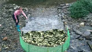 Most Interesting Fishing In A Small Stream, Fishing With Nets / Harvesting A Lot Of Big Fish