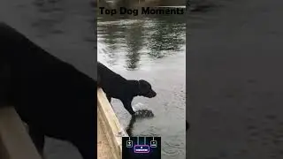 Top Dog Moments Compilation 🐶 | Try Not to Laugh!#shorts #viral #trending