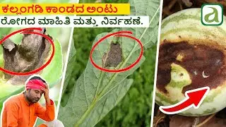 Watermelon Stem Rot: How to Identify and Control It #watermelondisease #watermelon #stemrot