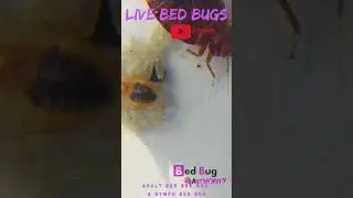 LIVE BED BUGS | ADULT BED BUGS | BED BUG AUTHORITY | DIY BED BUG SOLUTIONS