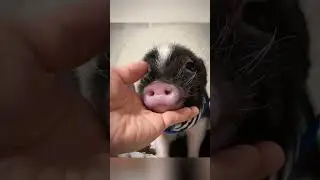 cute pigs #cutepiggy #animalphotos #pets #piggylove #animalpictures #piggy #adorablepig #cuteanimals