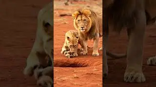 கடுகு சிறுத்தாலும் காரம் பெருசு# lion hunting history