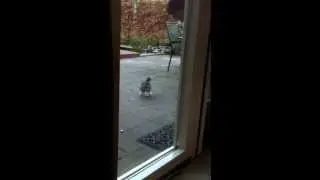Wild ducks in the garden