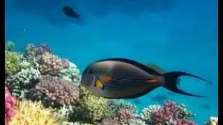 AMPHORAS AQUA (Египет/Шарм-эль-Шейх) 🌴 Amphoras Aqua Adults Friendly