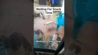 They wait for snacktime