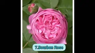 Best 10 Rose plant variety in India