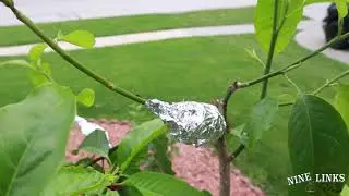 White Champaca Propagation and growth two weeks update