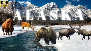 Alaska's WILDLIFE Secrets Revealed in 4K