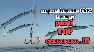 Tips rahasia mancing ikan cendro auto panen strek. @Hasan Tiro Fishing