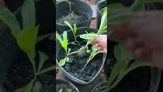 Harvest lettuce planted pots in small gardens in small gardens