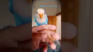 Sobo s#Tamed#Birds#Hand #Tamed#Lovebird#