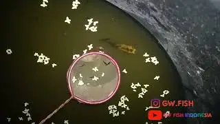 BABON MOLLY GOLDEN BLACK BERANAK BANYAK SEKALI || GW Fish Indonesia