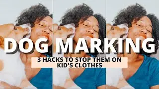 Dog Marking | How to Stop Dog Marking on Kids Clothes | 3 Hacks