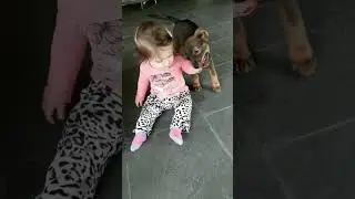 Funny dog play bites little girl #cutedogs #funnydogs #puppy