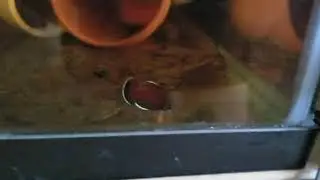 Betta Channoides