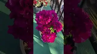 When Flowers Bloom so Does Hope @Halflong - December 24, 2025
