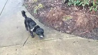 WALKING ADAIR IN THE CATURDAY PARK