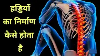 हड्डियों का निर्माण कैसे होता है -development of bones in hindi