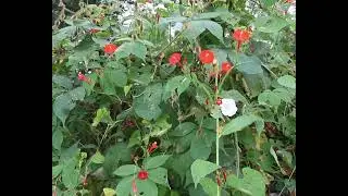 Cinelife #58 Horticulture