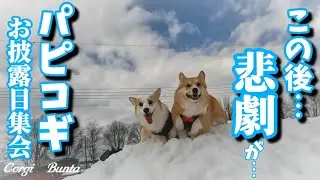 コーギー子犬に【怯むコーギー４才】パピコギお披露目コギ集会inモエレドッグラン