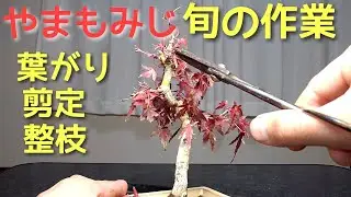 やまもみじ旬の作業　葉がり・剪定・整枝